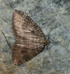 Triphosa dubitata