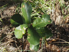 Quercus minima