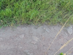 Psammophis brevirostris