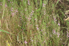 Lythrum hyssopifolia