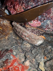 Haliotis kamtschatkana