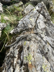 Iberolacerta aranica