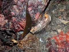 Haliotis kamtschatkana