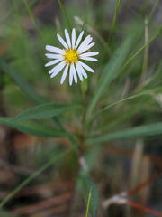 Symphyotrichum simmondsii