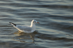 Chroicocephalus ridibundus