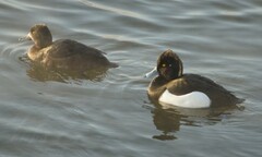 Aythya fuligula