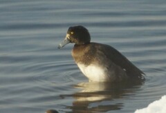Aythya fuligula
