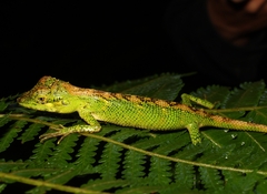 Pseudocalotes tympanistriga