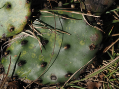 Opuntia mesacantha