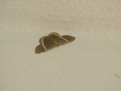 Phrygionis privignaria