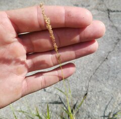 Eragrostis ciliaris