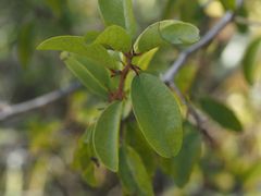 Ximenia americana