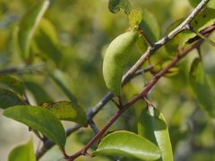 Ximenia americana
