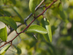Ximenia americana