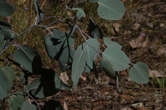 Eucalyptus polyanthemos