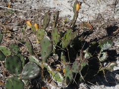 Opuntia austrina