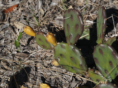 Opuntia austrina