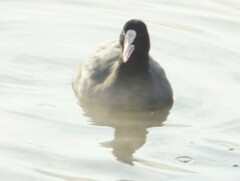 Fulica atra