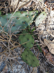 Opuntia austrina