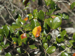 Quercus myrtifolia