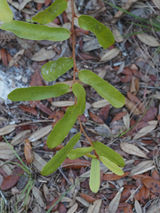 Asimina reticulata