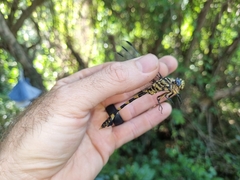 Ictinogomphus ferox