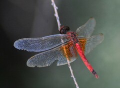 Erythrodiplax corallina