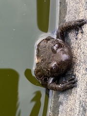 Hylambates maculatus