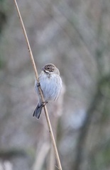 Emberiza schoeniclus
