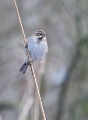 Emberiza schoeniclus