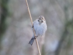Emberiza schoeniclus