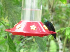 Campylopterus villaviscensio