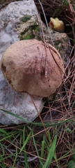 Suillus bellinii