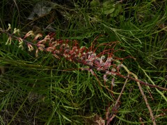 Grevillea dryandri