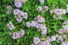 Veronica chathamica