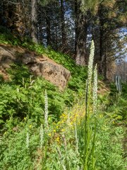 Platanthera dilatata leucostachys