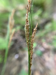 Carex stricta