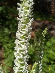 Platanthera dilatata leucostachys