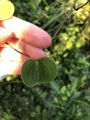 Dioscorea cotinifolia