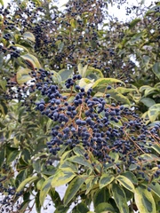 Ligustrum lucidum