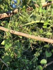 Dioscorea cotinifolia