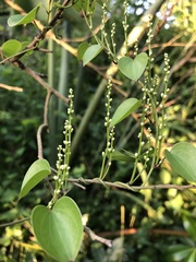 Dioscorea cotinifolia