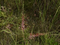 Grevillea dryandri