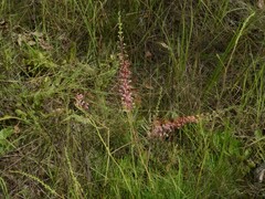 Grevillea dryandri