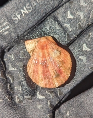 Chlamys hastata