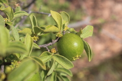 Vangueria parvifolia