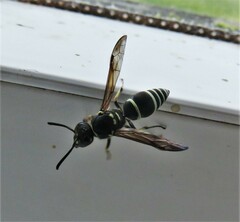 Ancistrocerus catskill