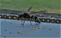 Ancistrocerus catskill