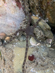 Ophioderma panamense