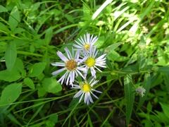 Symphyotrichum novi-belgii novi-belgii